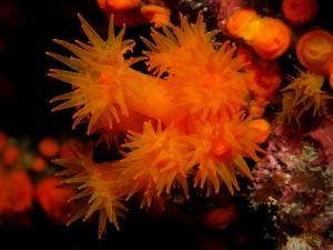 Orange Coral (Astroides calycularis)
