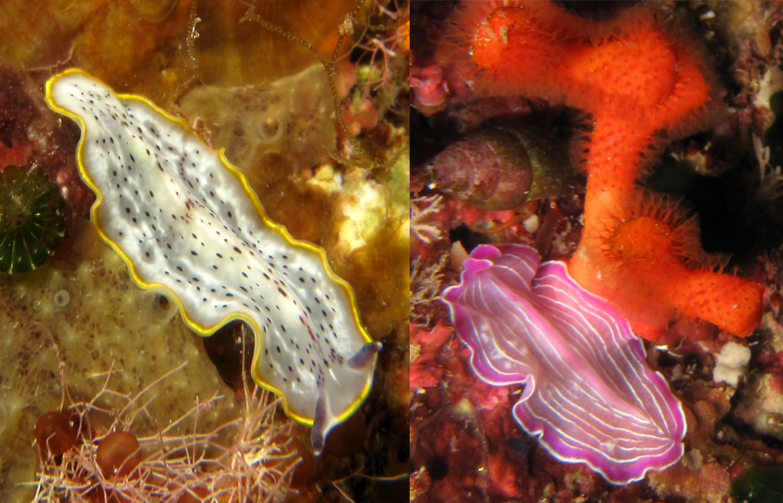 Cestoda clasei platyhelminthes. Platyhelminthes clase cestoda, Cestode - Wikipedia