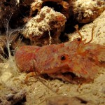 Scyllarus pygmaeus (Pygmy Locust Lobster)
