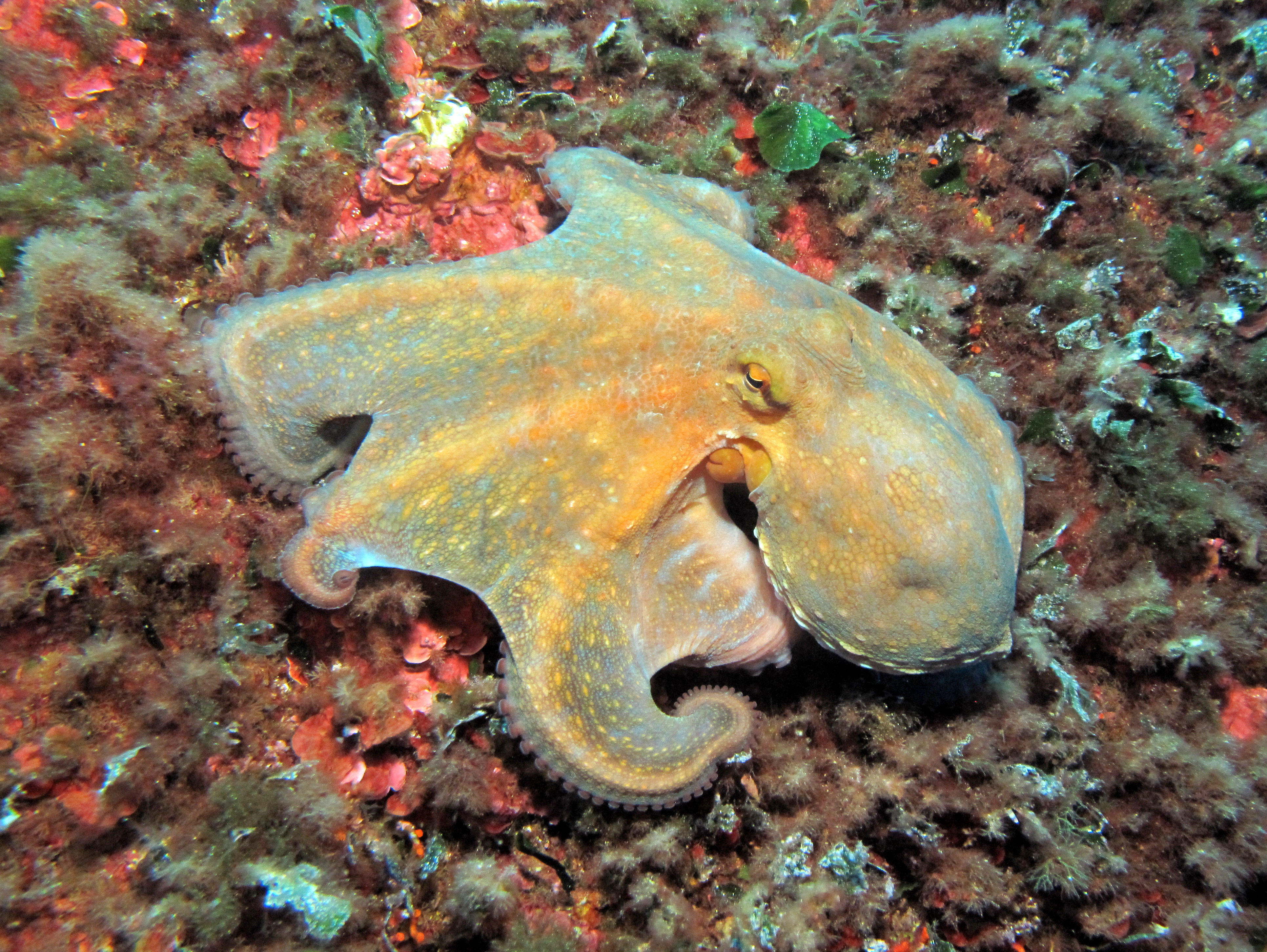Image result for octopus vulgaris