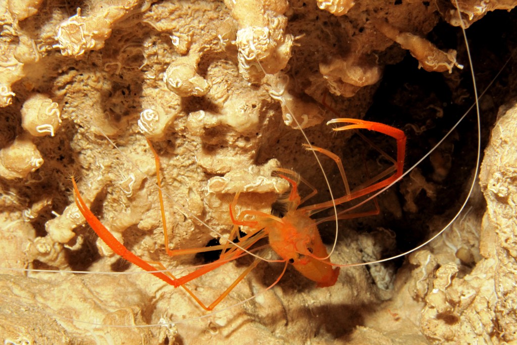Stenopus spinosus (Golden Coral Shrimp)