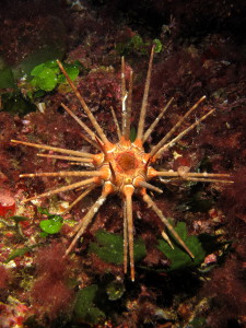 eucidaris-tribuloides-slate-pencil-urchin