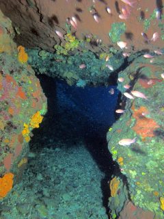 blue hole gozo diving creatures