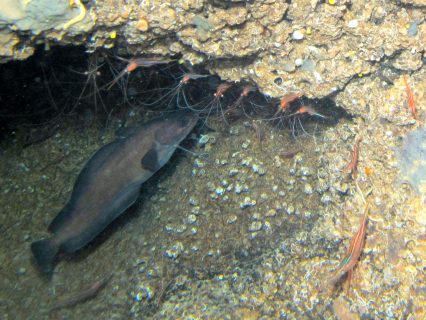 Fish Bottleneck Cave