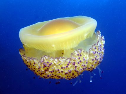 Cominotto Reef Gozo Jellyfish
