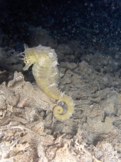 Coral Cave Gozo Creatures