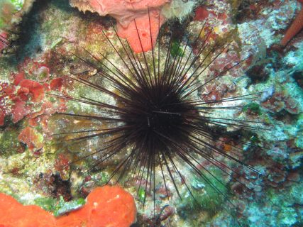 Newwiela Point Urchin