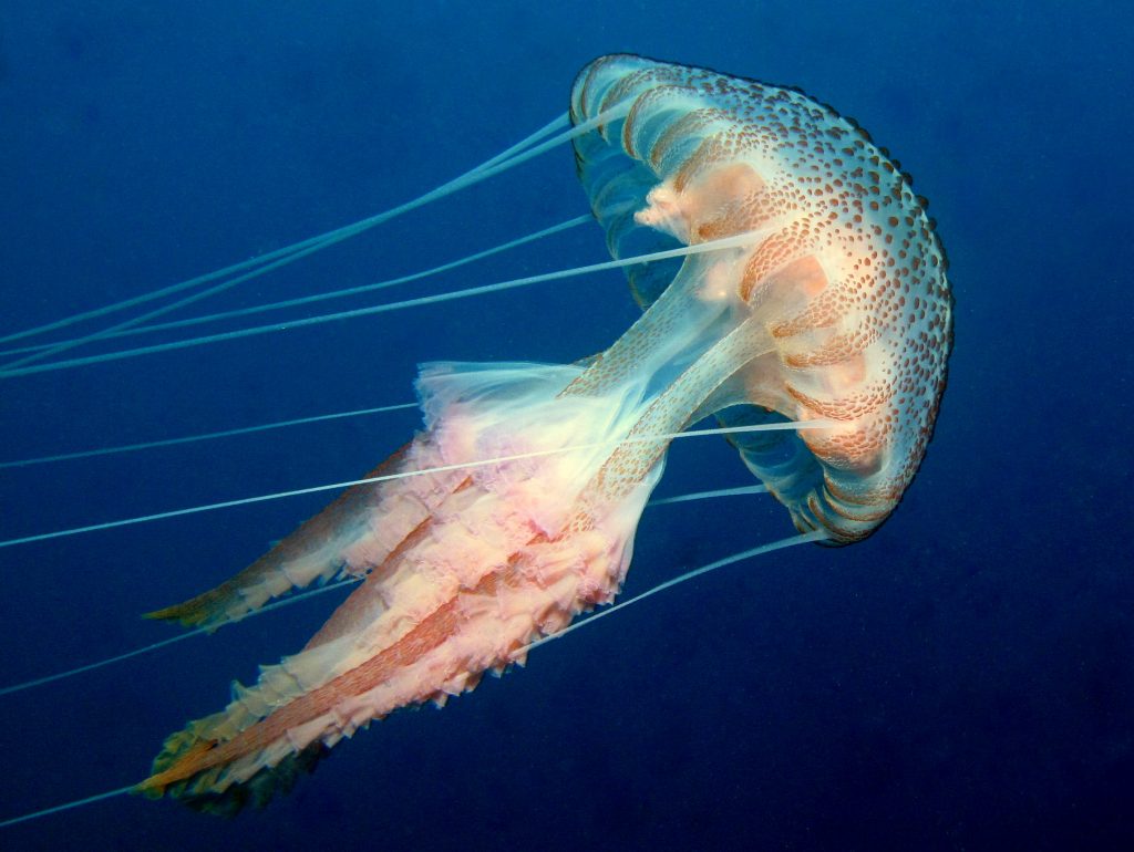 Pelagia noctiluca (Purple-Striped Jellyfish)