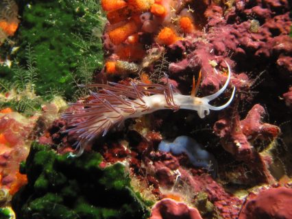 Cirkewwa Arch Reef creatures