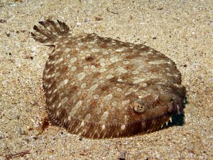 Wide-Eyed Flounder