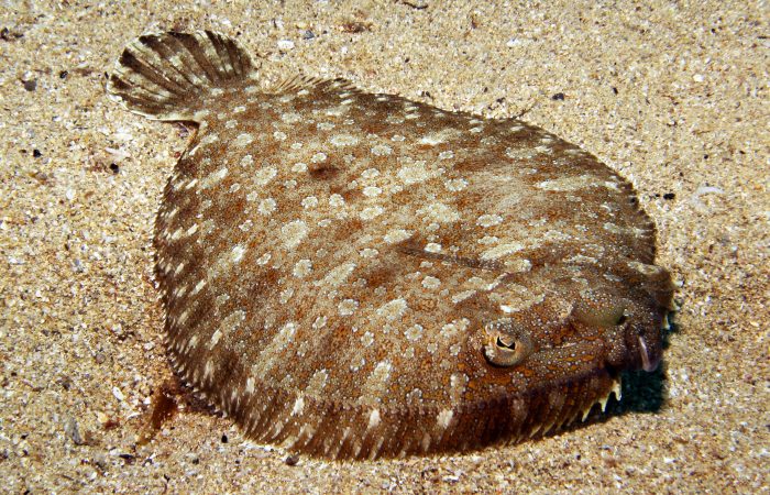 Wide-Eyed Flounder