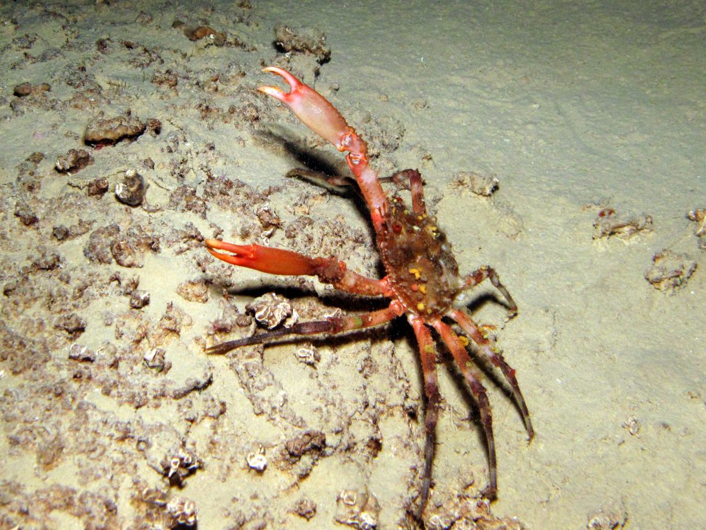 Cave Spider Crab