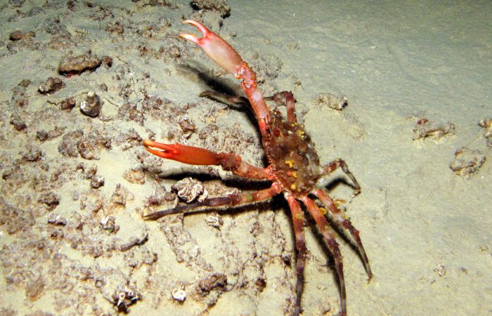 Cave Spider Crab