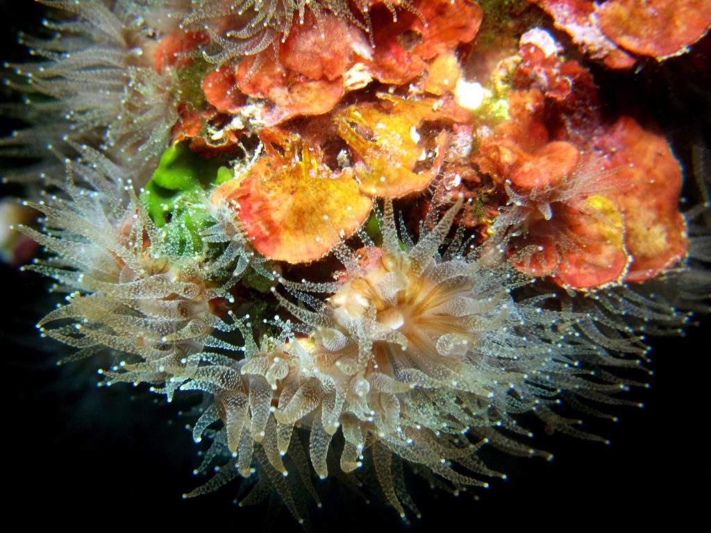 Mediterranean Stony Corals