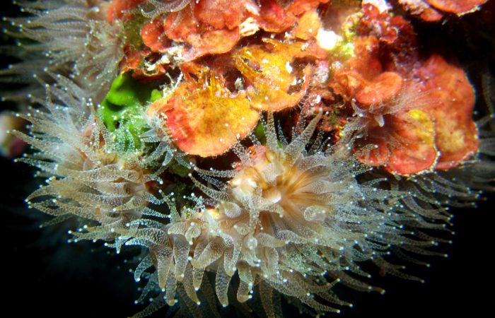 Mediterranean Stony Corals