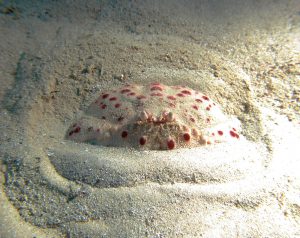 Larger Spotted Shamefaced Boxer Crab
