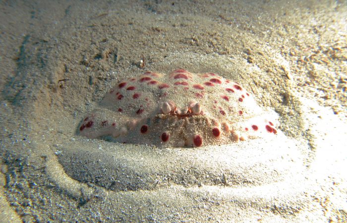 Larger Spotted Shamefaced Boxer Crab