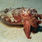 Common Cuttlefish